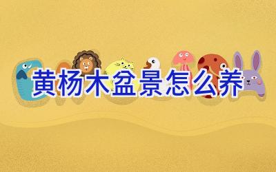 黄杨木盆景怎么养插图