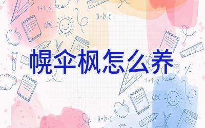 幌伞枫怎么养插图