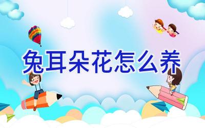 兔耳朵花怎么养插图 兔耳朵花怎么养插图