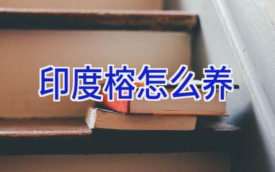 印度榕怎么养插图 印度榕怎么养插图