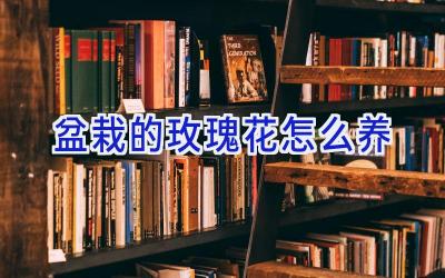 盆栽的玫瑰花怎么养插图