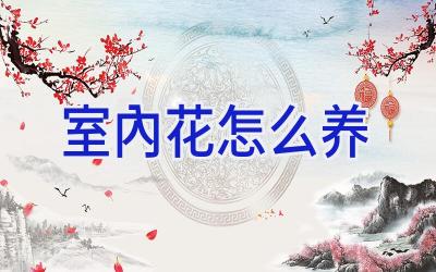室内花怎么养插图 室内花怎么养插图