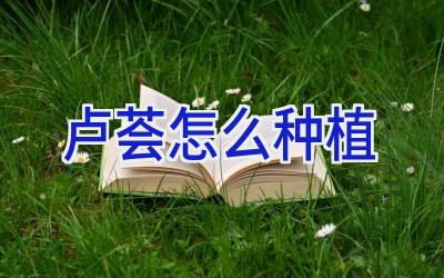 卢荟怎么种植插图 卢荟怎么种植插图