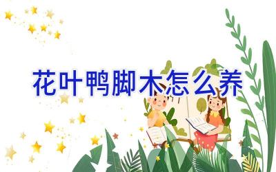 花叶鸭脚木怎么养插图