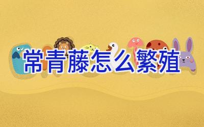 常青藤怎么繁殖插图 常青藤怎么繁殖插图