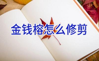 金钱榕怎么修剪插图 金钱榕怎么修剪插图