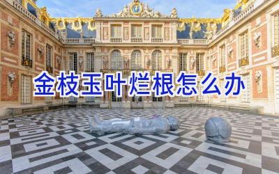 金枝玉叶烂根怎么办插图 金枝玉叶烂根怎么办插图