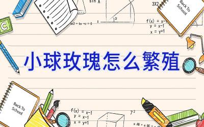 小球玫瑰怎么繁殖插图