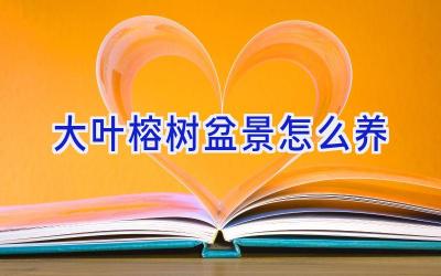 大叶榕树盆景怎么养插图 大叶榕树盆景怎么养插图