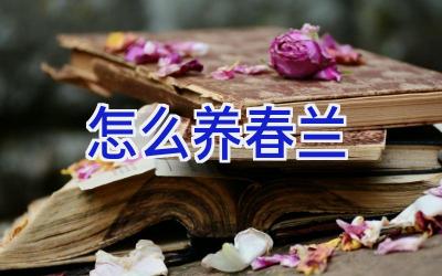 怎么养春兰插图