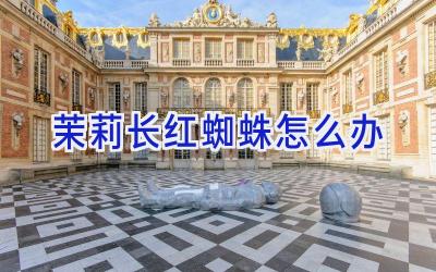 茉莉长红蜘蛛怎么办插图 茉莉长红蜘蛛怎么办插图