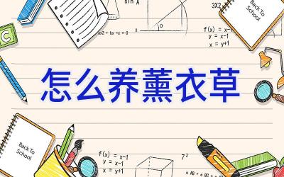 怎么养薰衣草插图 怎么养薰衣草插图