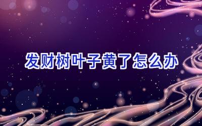 发财树叶子黄了怎么办插图