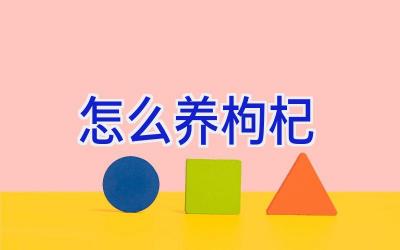 怎么养枸杞插图 怎么养枸杞插图