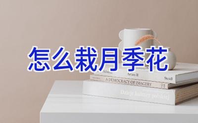 怎么栽月季花插图