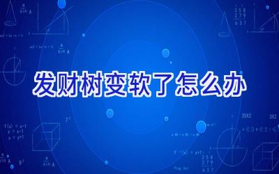 发财树变软了怎么办插图