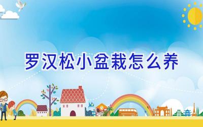 罗汉松小盆栽怎么养插图