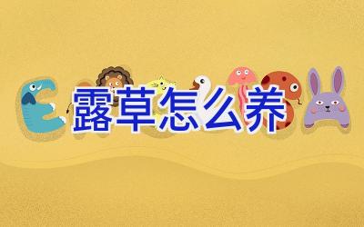 露草怎么养插图