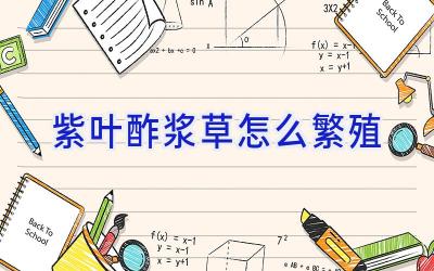 紫叶酢浆草怎么繁殖插图