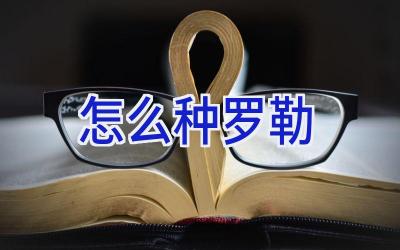 怎么种罗勒插图