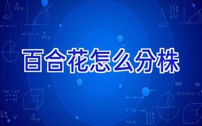 百合花怎么分株插图