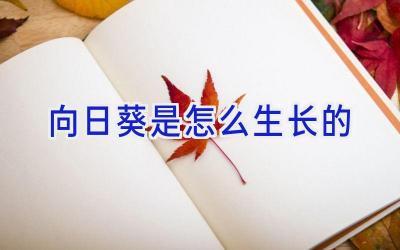 向日葵是怎么生长的插图