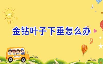 金钻叶子下垂怎么办插图 金钻叶子下垂怎么办插图