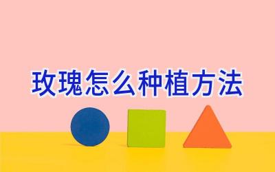 玫瑰怎么种植方法插图 玫瑰怎么种植方法插图