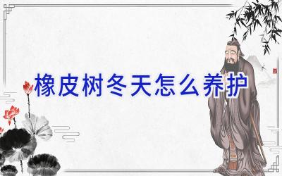 橡皮树冬天怎么养护插图 橡皮树冬天怎么养护插图