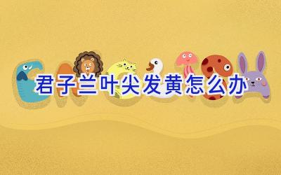 君子兰叶尖发黄怎么办插图