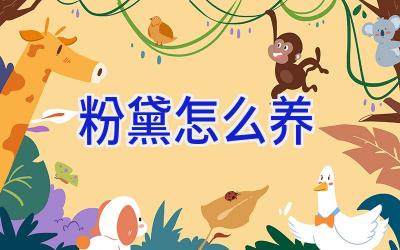 粉黛怎么养插图