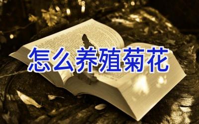 怎么养殖菊花插图