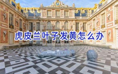 虎皮兰叶子发黄怎么办插图