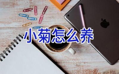 小菊怎么养插图