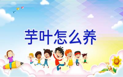 芋叶怎么养插图 芋叶怎么养插图