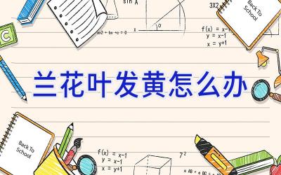 兰花叶发黄怎么办插图