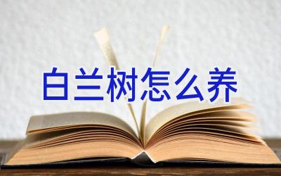 白兰树怎么养插图