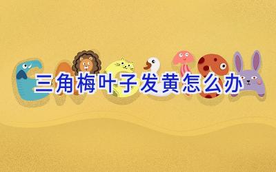 三角梅叶子发黄怎么办插图