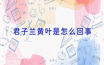 君子兰黄叶是怎么回事插图