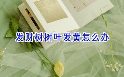 发财树树叶发黄怎么办插图