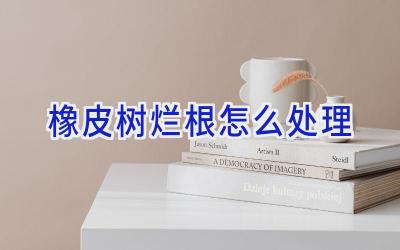 橡皮树烂根怎么处理插图