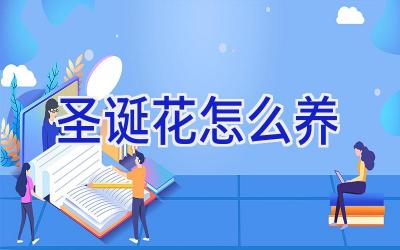 圣诞花怎么养插图