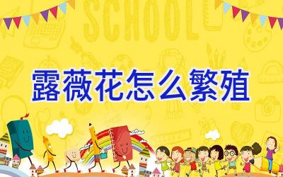 露薇花怎么繁殖插图 露薇花怎么繁殖插图