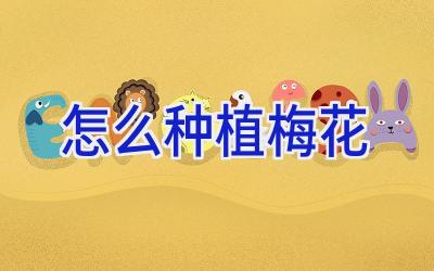 怎么种植梅花插图