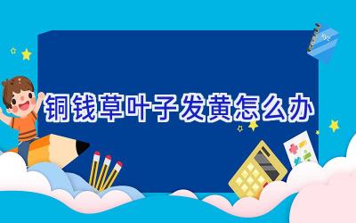 铜钱草叶子发黄怎么办插图 铜钱草叶子发黄怎么办插图