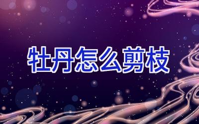 牡丹怎么剪枝插图