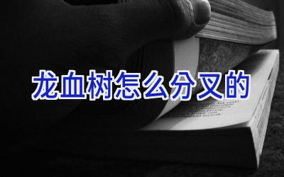 龙血树怎么分叉的插图 龙血树怎么分叉的插图