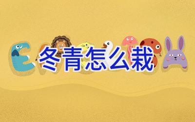冬青怎么栽插图