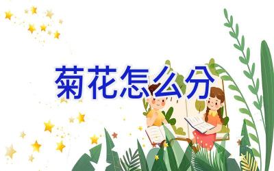 菊花怎么分插图