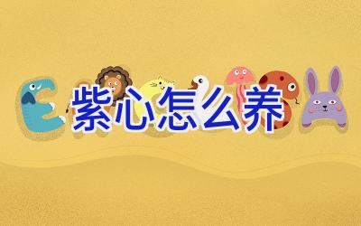 紫心怎么养插图